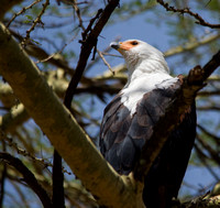 African Fish Eagle