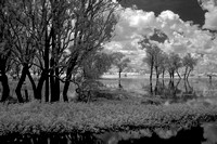 Kakadu Pattern #3