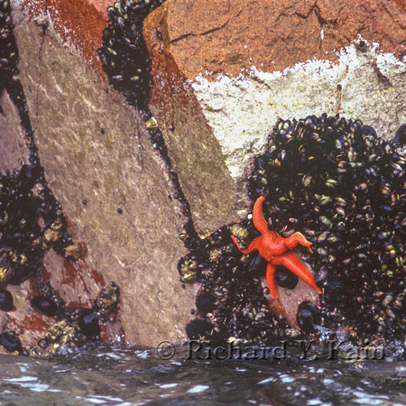 Red Starfish