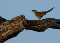White-browed Coucal