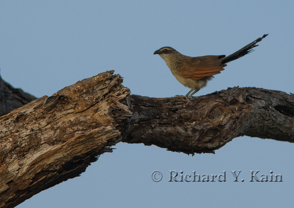 White-browed Coucal