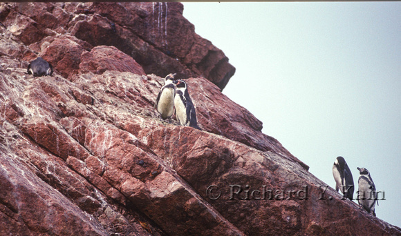Humboldt Penguins