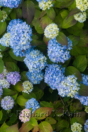 Blue Hydrangeas