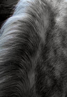 Mane Study