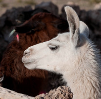 Young llama profile