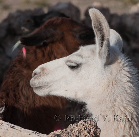 Young llama profile