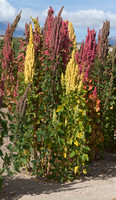 Quinoa plants