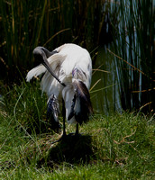Preening