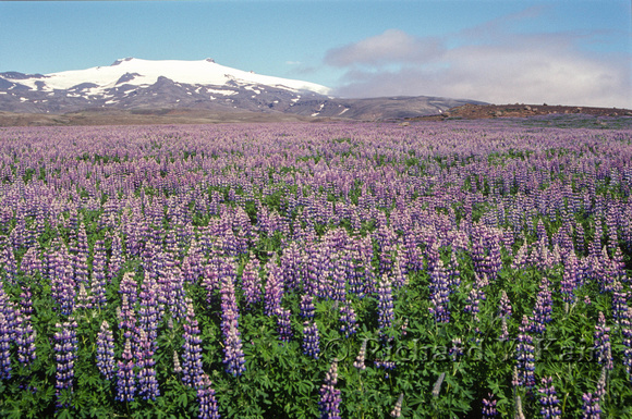 Lupine Field