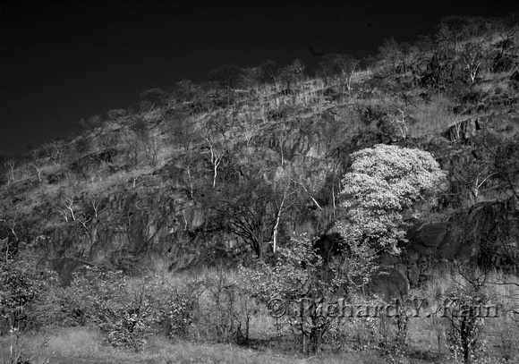 Hillside with bright tree