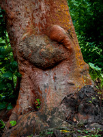 Dramatic Burl