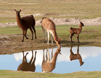 Llamas at the pond