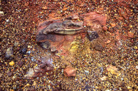 Colored Lava