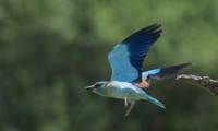 Flying European Roller