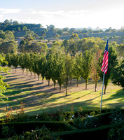 Tree-lined Path