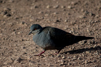 Dusty Turtle Dove