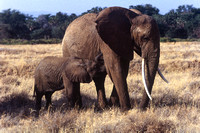 Nursing Elephant