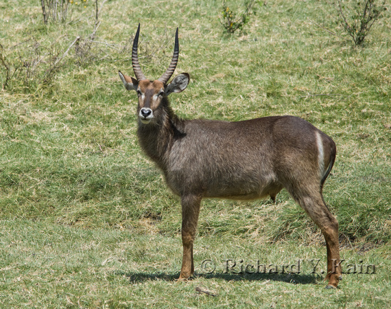 Waterbuck