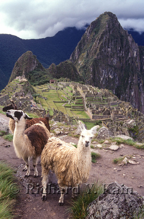 Llamas above Machu Picchu