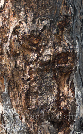 Tree Bark Pattern