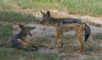 Black-backed Jackals