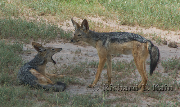 Black-backed Jackals